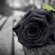 black rose on a bench, It represents death, loneliness, sadness, disappointment and farewell of a loved one