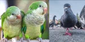 Podemos Alcobendas propone un Programa de gestión ética de poblaciones de aves