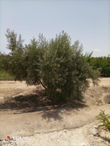 Campo Concentración Alicante 2