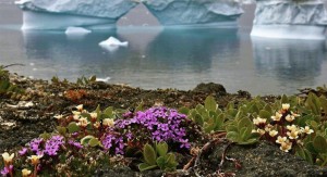 ¿Será internet capaz de evitar que continúen naciendo flores en la Antártida?