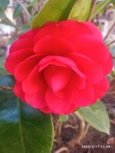 La rosa en el jardín otoñal