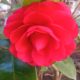 La rosa en el jardín otoñal